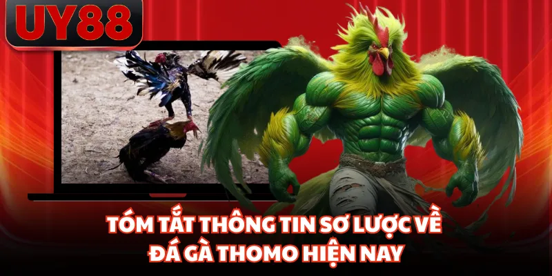 Tóm tắt thông tin sơ lược về đá gà thomo hiện nay